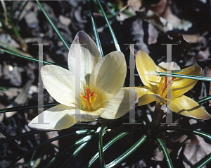 Picture of Crocus chrysanthus 'Advance'