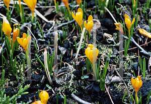 Picture of Crocus gargaricus 