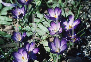 Picture of Crocus  'Violet Queen'