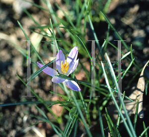 Picture of Crocus tommasinianus 