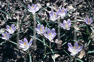 Picture of Crocus tommasinianus 