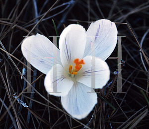 Picture of Crocus vernus ssp. vernus 'Jeanne d'Arc'