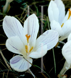 Picture of Crocus vernus ssp. vernus 'Jeanne d'Arc'