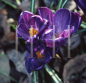 Picture of Crocus vernus ssp. vernus 'Lord of the Blues'