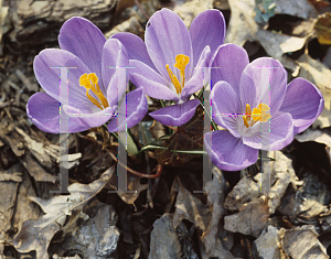 Picture of Crocus vernus ssp. vernus 'Rememberance'