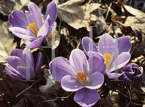 Picture of Crocus vernus ssp. vernus 'Rememberance'