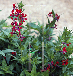 Picture of Cuphea x purpurea 'Firefly'