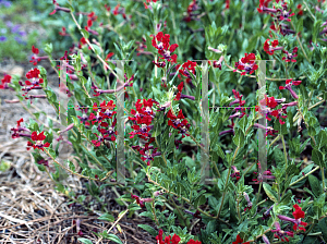 Picture of Cuphea x purpurea 'Firefly'