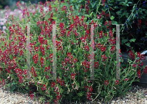 Picture of Cuphea x purpurea 'Firefly'