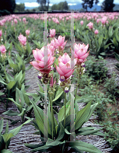 Picture of Curcuma alismatifolia 