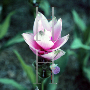 Picture of Curcuma alismatifolia 