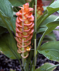 Picture of Curcuma roscoeana 