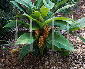 Picture of Curcuma roscoeana 