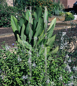 Picture of Curcuma zedoaria 