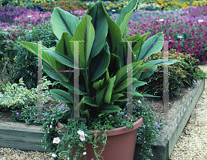 Picture of Curcuma zedoaria 