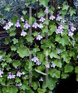 Picture of Cymbalaria muralis 