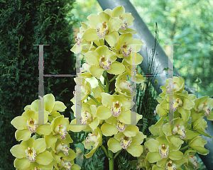 Picture of Cymbidium x 'Levis Duke Bella Vista'