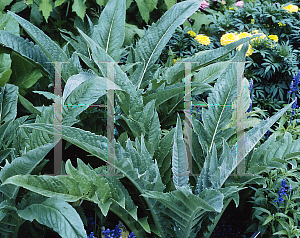 Picture of Cynara cardunculus 