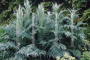 Picture of Cynara cardunculus 