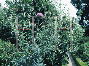 Picture of Cynara cardunculus 