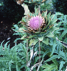 Picture of Cynara cardunculus 