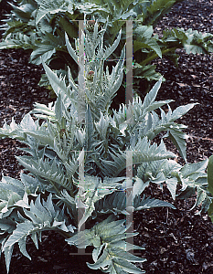 Picture of Cynara cardunculus 