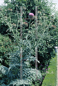 Picture of Cynara cardunculus 