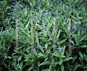 Picture of Cynoglossum nervosum 