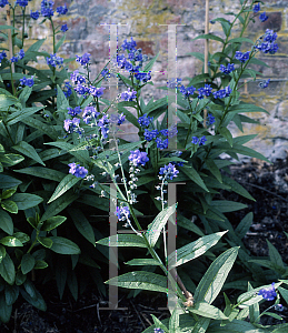 Picture of Cynoglossum nervosum 