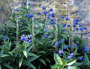 Picture of Cynoglossum nervosum 