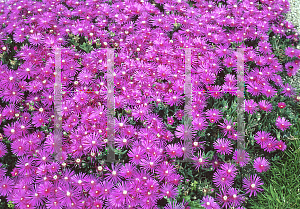 Picture of Delosperma acuminata 