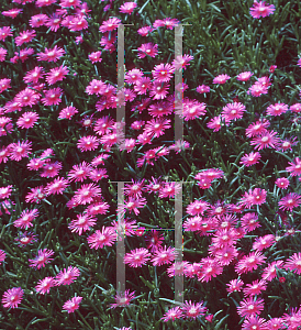 Picture of Delosperma cooperi 