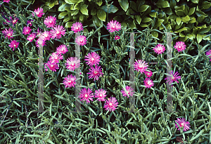 Picture of Delosperma cooperi 