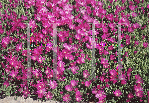 Picture of Delosperma cooperi 