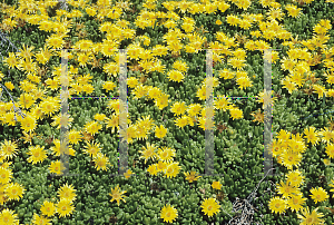 Picture of Delosperma nubigerum 