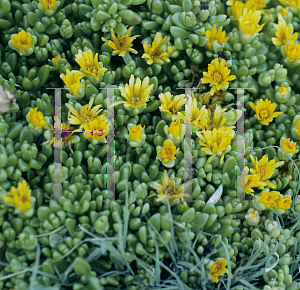 Picture of Delosperma nubigerum 