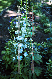 Picture of Delphinium elatum 