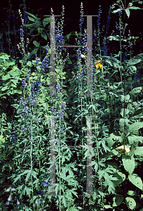 Picture of Delphinium exaltatum 