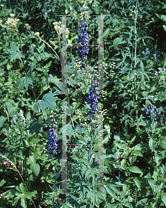 Picture of Delphinium exaltatum 