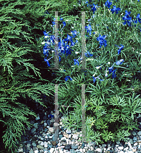 Picture of Delphinium grandiflorum 'Tom Thumb'