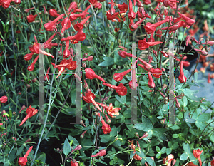 Picture of Delphinium nudicaule 