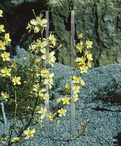 Picture of Delphinium semibarbatum 