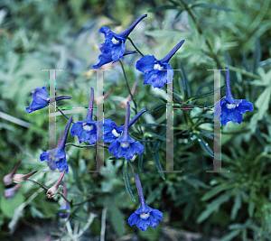 Picture of Delphinium tatsienense 