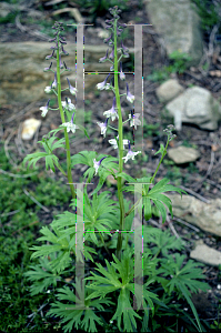 Picture of Delphinium tricorne 