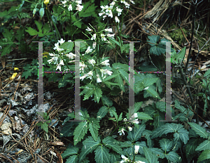 Picture of Cardamine diphylla 