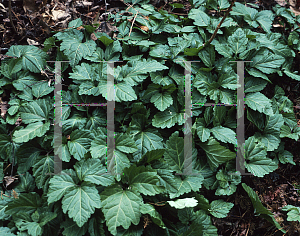 Picture of Cardamine diphylla 