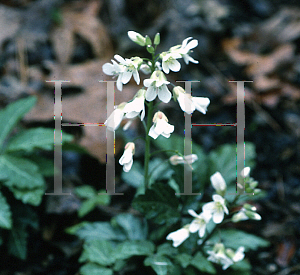 Picture of Cardamine diphylla 'Eco Moonlight'