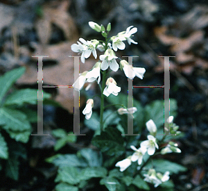 Picture of Cardamine diphylla 'Eco Moonlight'