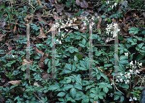 Picture of Cardamine diphylla 'Eco Moonlight'