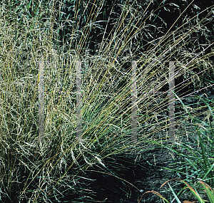 Picture of Deschampsia caespitosa 'Schottland(Scotland)'